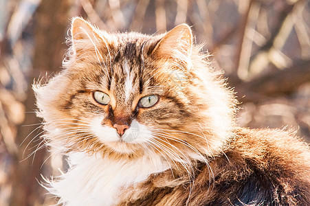 美丽的毛绒猫肖像晶须眼睛好奇心鼻子荒野猫科虎斑羊毛猫咪小猫图片