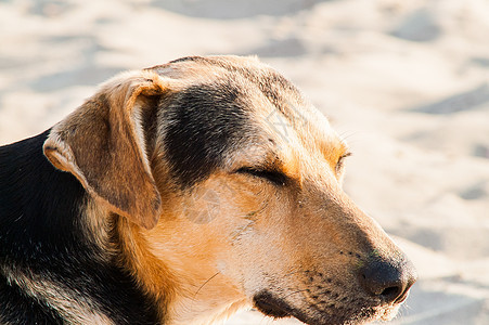 在沙滩上玩狗狗跑步哺乳动物斗牛犬猎犬海滩男性女性小狗动物海洋图片