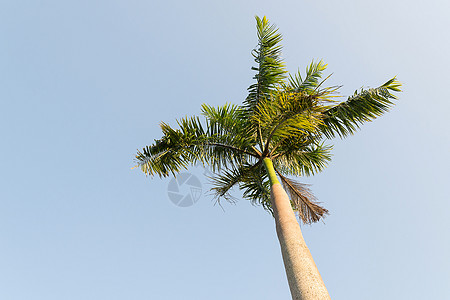 风尾兰蓝天空背景的风中的狐尾棕榈树热带棕榈天空狐尾植物学花园树叶蓝色白色太阳背景