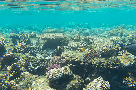 水下珊瑚礁野生动物动物热带海绵游泳荒野海洋潜水水族馆海景图片