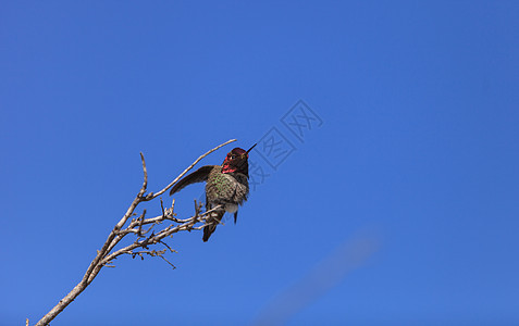 马里安娜的蜂鸟鸟类花园观鸟野生动物花粉红色翅膀羽毛动物男性图片