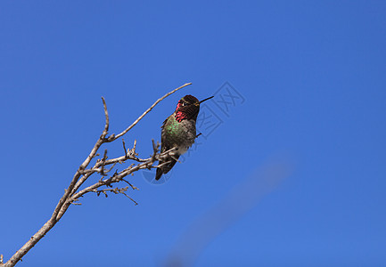 马里安娜的蜂鸟羽毛花园男性动物翅膀红色野生动物鸟类花粉观鸟图片