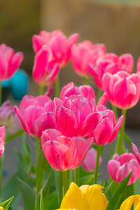 郁金香 美丽的郁金香花束 五颜六色的郁金香植物群太阳季节晴天花瓣场地阳光草地射线植物图片