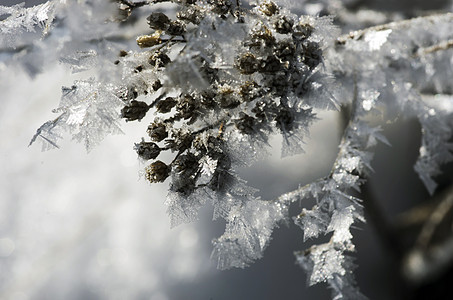 冬天 冷冻 自然景观 在覆盖着冰霜的草地上芦苇雾凇池塘雪花羽毛火花甘蔗太阳香蒲湿地图片