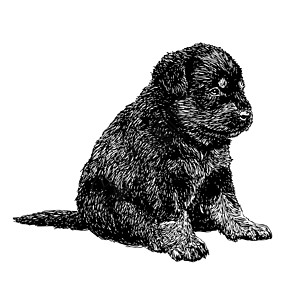 洛特韦勒语Name手绘哺乳动物犬类狗毛插图朋友动物友谊小狗绘画图片