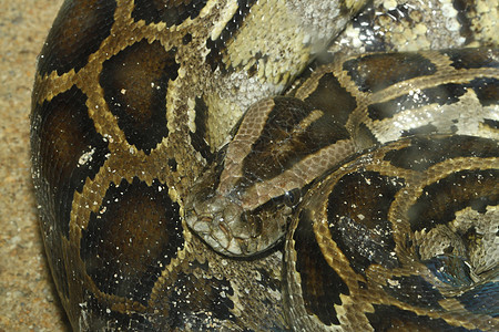蛇头特写图片黑色情调生物学危险黄色美丽野生动物捕食者灰色爬虫图片