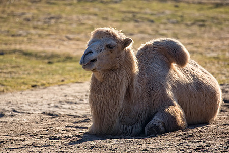 野外的骆驼荒野眼睛野生动物哺乳动物动物毛皮图片
