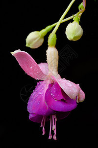Fuchsia花朵或Onagraceae图片