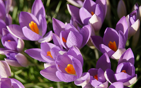 花朵多彩季节性宏观紫色植物群季节植物学红花图片
