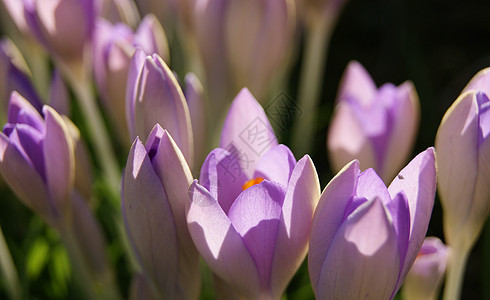 花朵多彩季节性红花宏观植物学紫色植物群季节图片