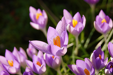 花朵多彩季节植物群宏观植物学红花紫色季节性图片