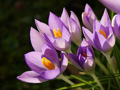 花朵多彩宏观植物群季节性红花季节植物学紫色图片