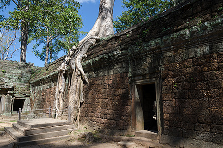 塔普罗姆寺庙的刺根荒野建筑学宗教石头纪念碑文明热带建筑世界地标图片