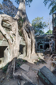 暹粒的Ta Prohm寺庙文明纪念碑世界旅游旅行历史废墟收获古董遗产图片