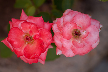 两朵美丽的粉红色玫瑰 在灌木丛上图片