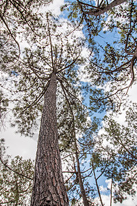 蓝色天空上树枝的皮纳斯皮纳斯特树树木白色松树植物群木头森林植被黑色绿色植物图片