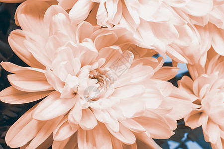 美丽的粉红菊花朵图片