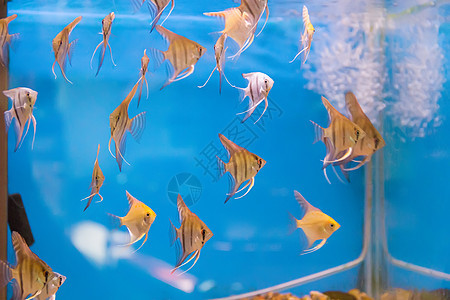 水族馆鱼类热量淡水异国玻璃海洋金鱼宠物生活动物蓝色游泳图片