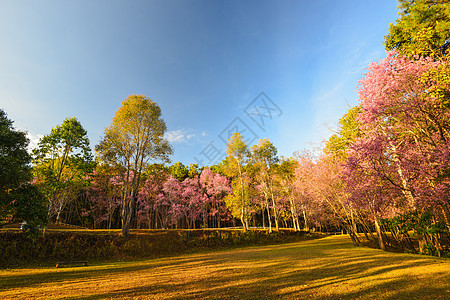 狂野喜马拉雅山樱桃季节粉色天空公园荒野绿色植物樱花植物群图片