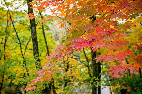 秋天在韩国的梅花环境阳光森林红色植物花园黄色热带木头山毛榉图片