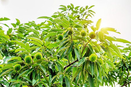 栗子卡斯塔尼亚水果板栗食物栗色坚果叶子桌子植物群植物收成季节图片