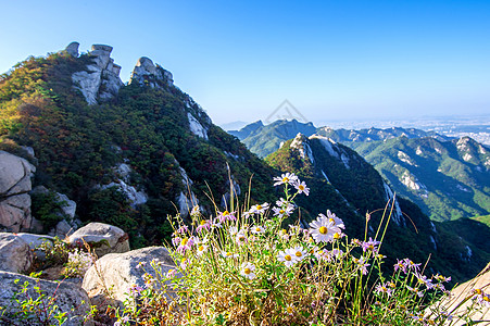 南韩布坎山的鲜花场地冒险公园远足自由森林草地劳苦荒野国家图片