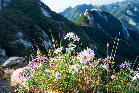 南韩布坎山的鲜花定制场地公园花田冒险荒野草地森林岩石树木图片