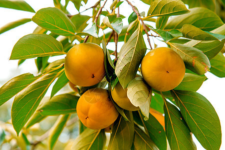 Persimmons 过膜水果太阳农场食物晴天叶子季节种植园美食阳光图片