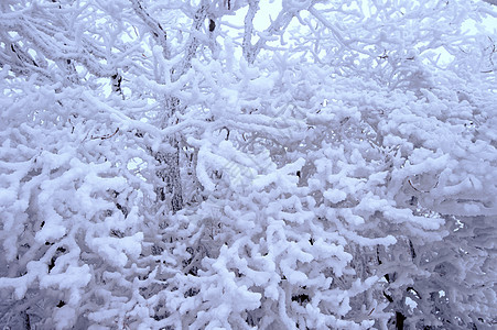 冬季的雪覆盖了树木图片