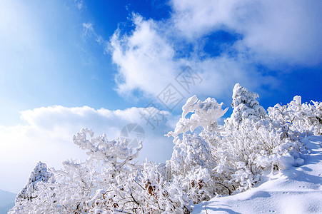 冬雪和清晨雾笼罩着德雨山故事公园天气风景国家爬坡太阳海雾晴天墙纸图片