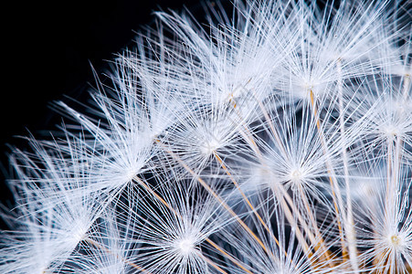 紧贴着花朵生物种子柔软度生长摄影季节行星圆形孢子色调图片