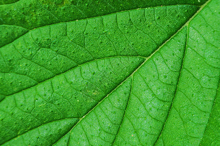 绿叶的宏植物群季节线条叶子生长环境光合作用戏剧性静脉脊柱图片