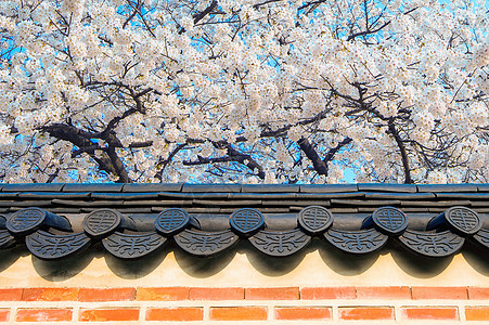 樱桃花和圣殿的屋顶 在春天季节花园植物学压痛寺庙樱花植物群背景图片
