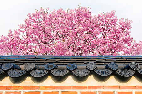 樱桃花和圣殿的屋顶 在春天季节寺庙植物学压痛植物群樱花花园背景图片