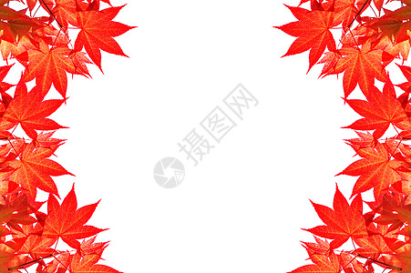 带有文本或交汇空间的多色秋秋红图示树叶植物花园邮政橙子森林地面卡片装饰品床单紫色图片