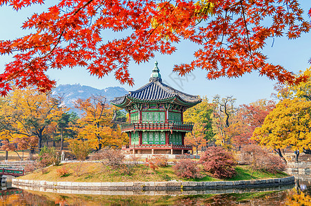 秋天在韩国的庆布京和梅普林风景热带阳光丛林植物木头树干花园黄色红色图片