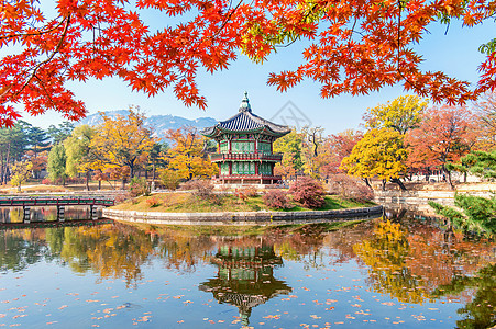 秋天在韩国的庆布京和梅普林阳光花园山毛榉红色植物木头热带环境叶子风景图片