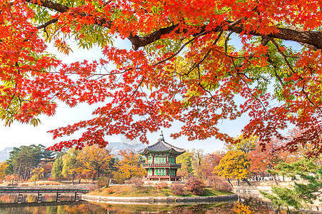 秋天在Korea庆布京宫阳光黄色丛林环境树干叶子山毛榉橙子风景木头图片