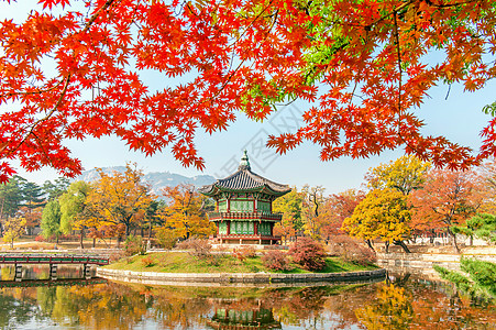 宫和秋秋Memar树的软基点 Kore热带公园森林橙子叶子阳光风景木头植物山毛榉图片