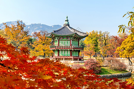 韩国秋天的庆博京贡宫橙子树干热带风景森林木头阳光公园环境花园图片