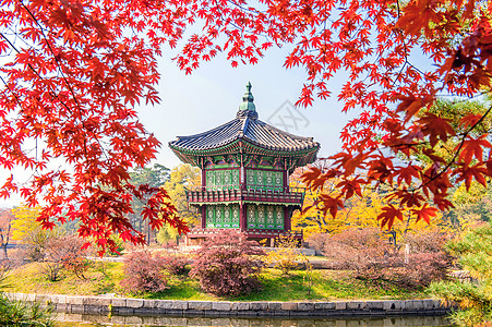 秋天在韩国的庆布京和梅普林橙子叶子公园森林植物风景阳光木头山毛榉丛林图片