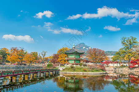 秋天在Korea庆布京宫黄色丛林木头花园山毛榉公园树干环境阳光热带图片