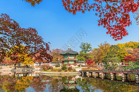 韩国秋天的庆博京贡宫丛林风景橙子公园花园热带叶子阳光木头环境图片