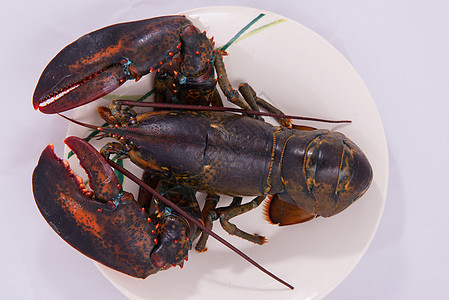 龙虾海鲜鸟瞰图棕色生活动物白色饮食食物甲壳餐厅图片
