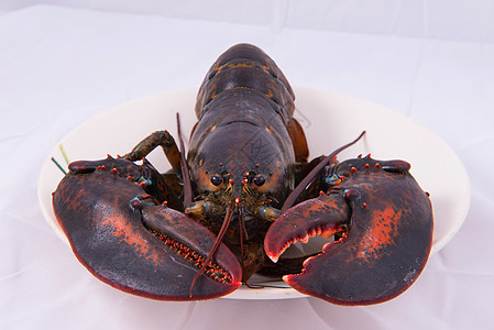 龙虾海鲜餐厅鸟瞰图食物饮食甲壳棕色生活动物贝类图片