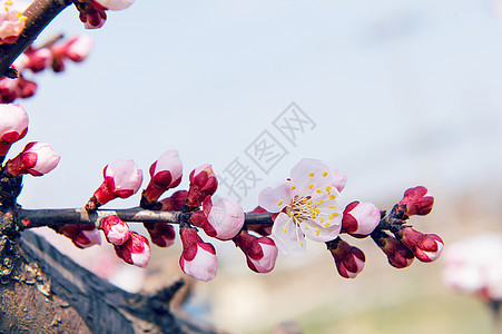 日本樱桃樱桃花和柔软焦点 佐仓季节背景白色水果压痛植物群粉色植物学花园樱花背景