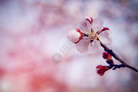 樱桃花和柔软焦点 佐仓季节背景粉色植物学水果樱花压痛花园植物群白色图片