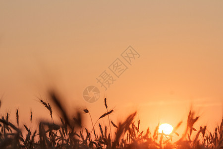 日出阳光地平线森林蓝色农场场景太阳晴天风景公园图片