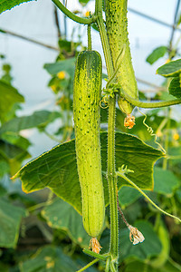 园中的黄瓜蔬菜温室叶子绿色生长园艺植物黄色营养食物图片