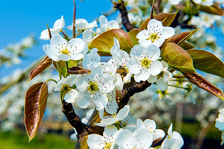 韩国的梨花植物植物群树叶天空花园枝条味道蓝色白色季节图片